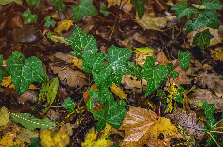 herfst, klimop, natuur, Bladeren, Ivy blad