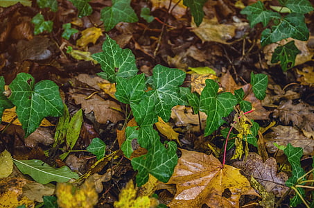 hösten, murgröna, naturen, lämnar, murgröna blad