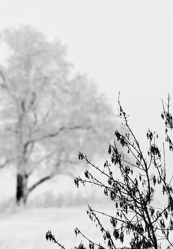 neu, paisatge, l'hivern, fred, blanc, arbre, arbust