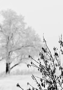 snijeg, krajolik, Zima, hladno, bijeli, drvo, grm