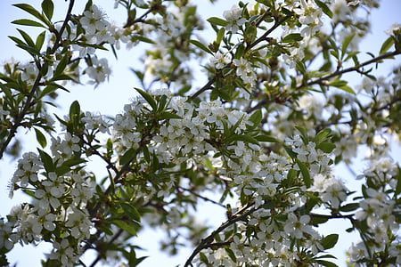 körsbärsblommor, våren, Dacha, gren, lämnar, naturen, träd