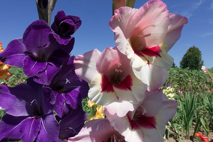 Gladiolus, zobens zieds, schwertliliengewaechs, Violeta, rozā, balta, zaļa