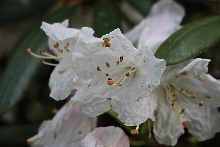 flowers, nature, color, beautiful, blossom, bloom, plant