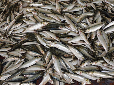 vis, Fischer, visserij, vissen vangen, markt, verkopen, gezonde