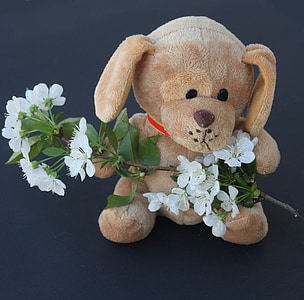 Teddy, pes, vycpané zvíře, nemocný, květiny, Smutné, rameno