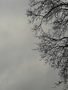 tree, storm, the sky, clear, nature, sky, branch