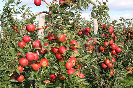 apple, harvest, fruits, autumn, fruit, red, healthy