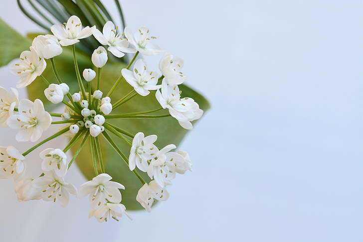 flower, white flower, flowers, white, white flowers, leek flower, from above