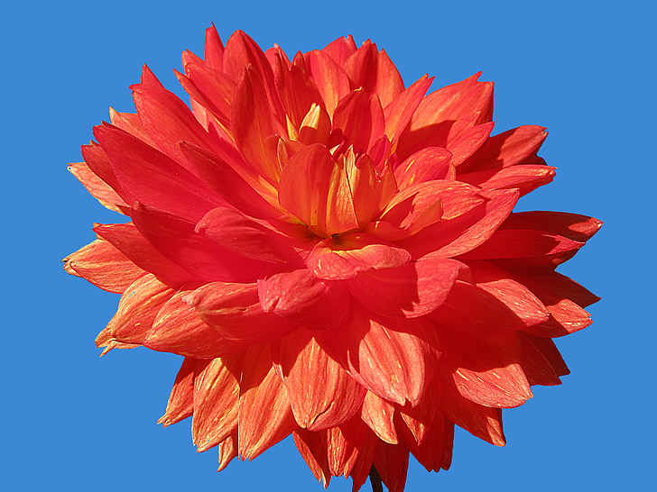 Dahlia, bloemen, rood, geïsoleerd, helder, bloem