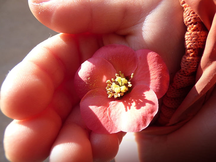 gėlė, rožinė gėlė, vaikas ranka, išsamiai, žiedadulkių, švelnumas, rožinės gėlės