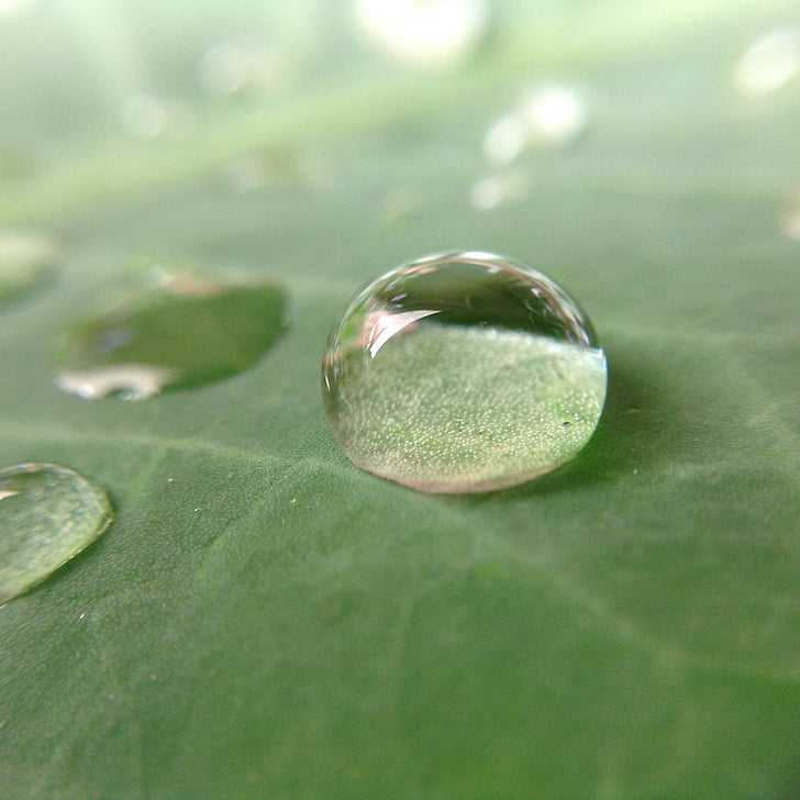gota de água, folha, gota de chuva, natureza, gota, água, cor verde