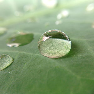 kapka vody, list, dešťová kapka, Příroda, přetažení, voda, zelená barva