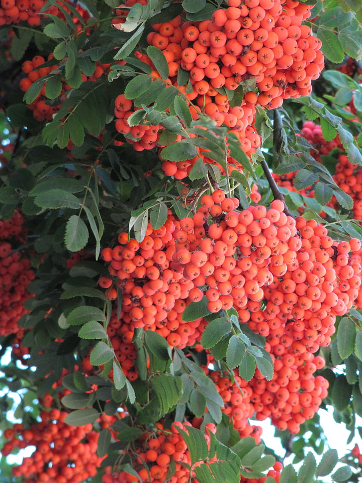 Rowan, orange, automne, septembre, Berry, baies orange, grappes de rowan