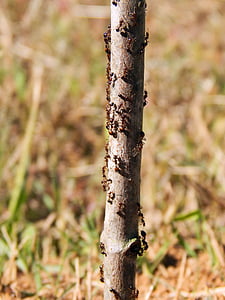 ants, nature, insect, animal, wild, leaf, colony