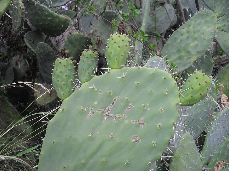 Cactus, växter, naturen, grön, Prickly pear cactus, Thorn, Anläggningen