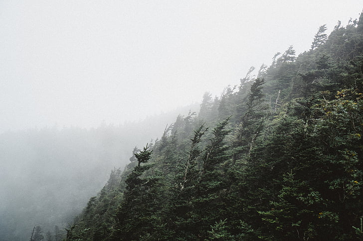 πράσινο, βουνό, περιβάλλεται, ομίχλη, δέντρα, φυτό, φύση