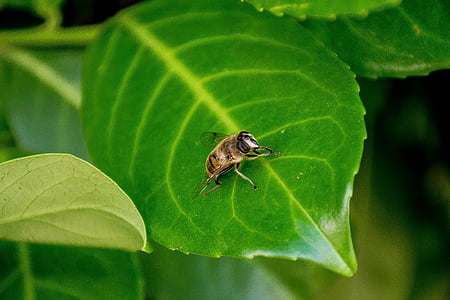 계획, 불완전 한, 꿀벌, 말 벌, 분위기, 여름, 자연