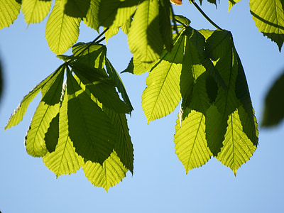 foglie di castagno, foglie, albero, castagno, luce posteriore, luce
