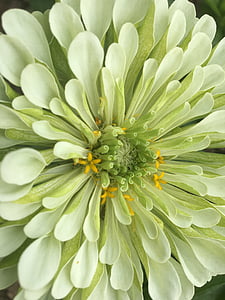 Dahlia, kukka, vihreä, Luonto, kesällä, valkoinen, Puutarha