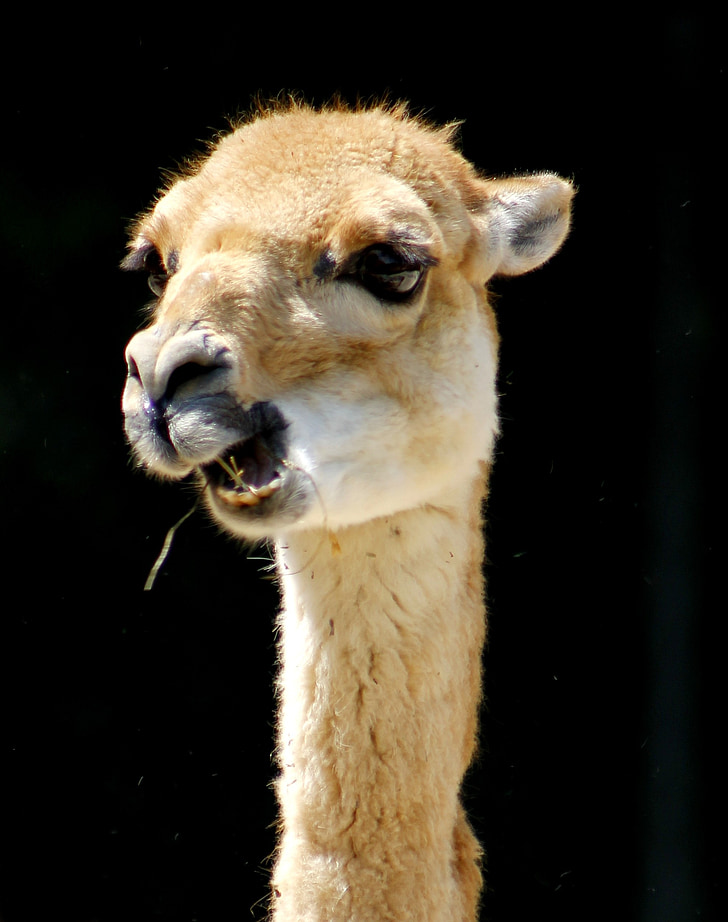 Lama, ogród zoologiczny, Świat zwierząt