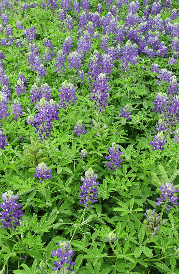 sinine kapotid, väli, kevadel, Texas, loodus, wildflower, heinamaa
