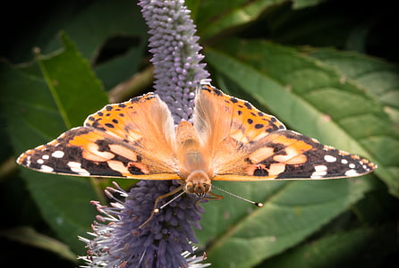 borboleta, inseto, flor, macro, asas de borboleta