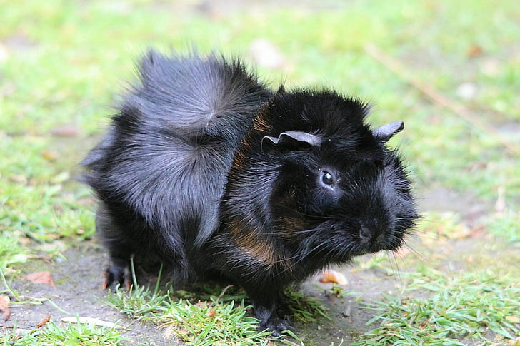 guinea pig, guinea pig house, cavia porcellus form, domestica, rosette guinea pig, rodent, animal