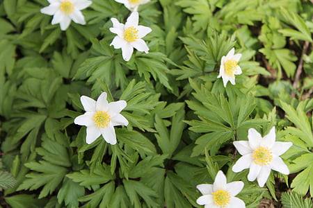 wood anemone, plant, spring, nature, blossom, bloom, flower