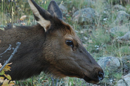 Elch, Rocky Mountain wildlife, Colorado, Natur, Tierwelt, Rocky mountains, horizontale