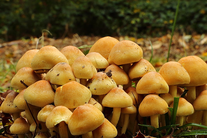 mushrooms, forest mushrooms, schwammerln, forest, yellow mushrooms, nature, autumn