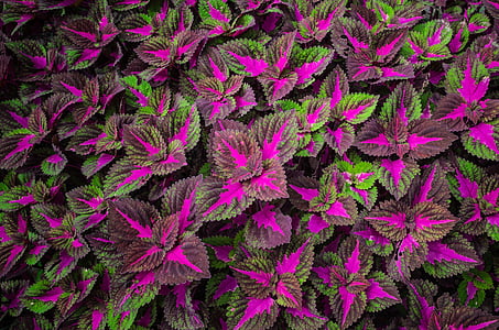 Leaf, Violeta, zaļa, wallpaper-Download Photo, krāsains, vasaras, Pavasaris