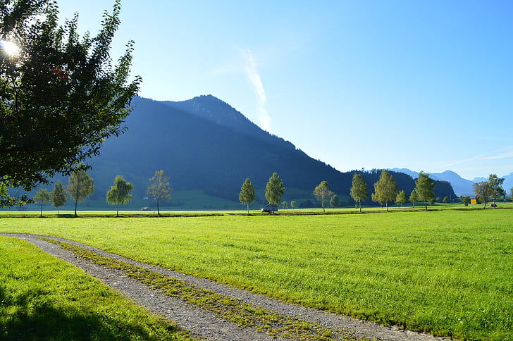 saulėtekio, pieva, žemės ūkis, vasaros pabaigoje, ryte, Alpių, Allgäu