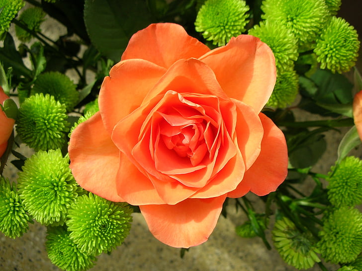 rose, orange, blossom, bloom, close