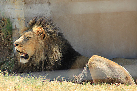Лъв, зъб, Хищникът, Африка, голяма котка, крак, грива