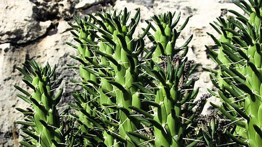 cactus, thorns, plant, nature, flora, cactus park, ayia napa