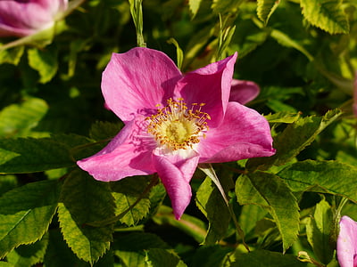 kutya rose, rózsa virágzik, Blossom, Bloom, Rózsa, rózsaszín, Rosa canina