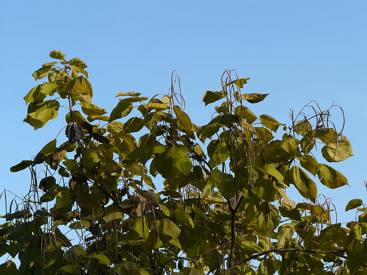 Catalpa, beines, verd clar, ornamentals, fruites, arbre