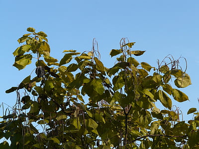 Catalpa, păstăi, verde deschis, ornamentale, fructe, copac