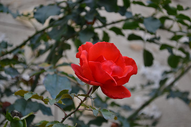 ružová, červená, kvet, Rosebush, lístkov