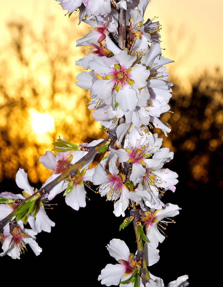 Pomladnega cvetja, mandljev, bela
