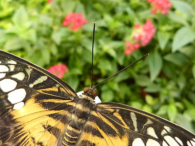 kupu-kupu, serangga, hewan, alam, sayap, penerbangan serangga, probe