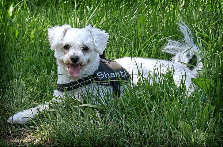 bichon frise, dog, lying, meadow, grass, pet, rest