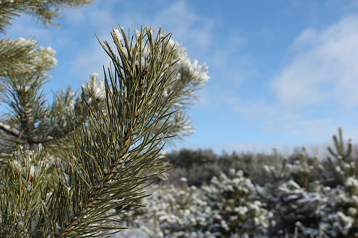 winter, Forrest, sneeuw, Pine, Woods, februari, buitenshuis