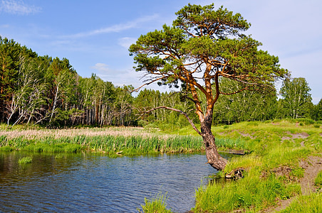 Pine, träd, sjön, skogen, naturen, landskap, sommar