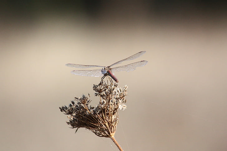 dragonfly, insect, close, nature, creature, wing, animal