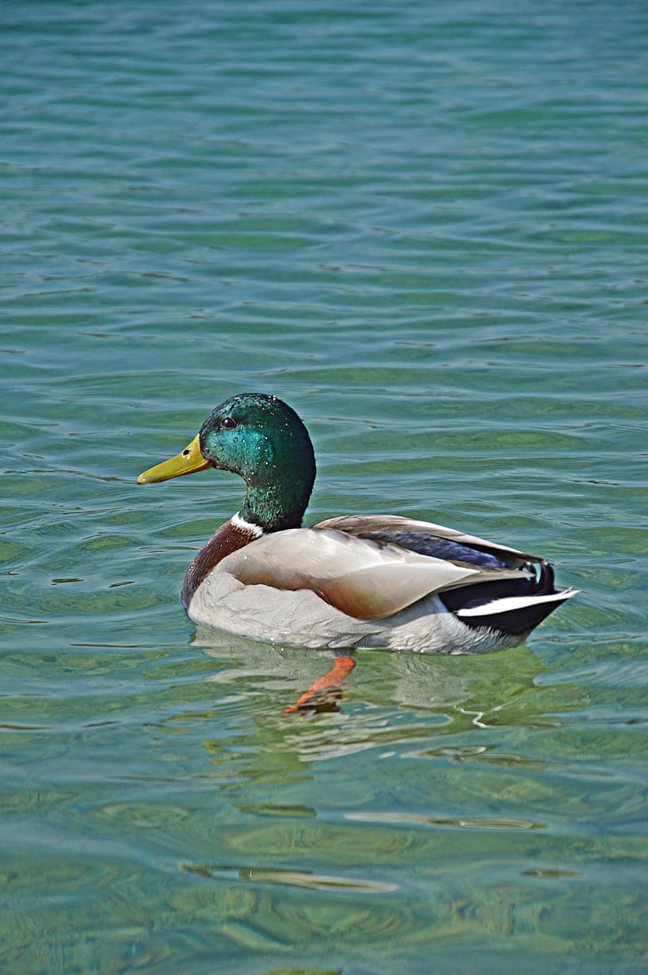 Duck, søen, vand, natur, fugl, dyr, Drake