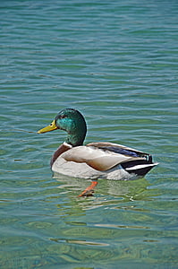 duck, lake, water, nature, bird, animal, drake