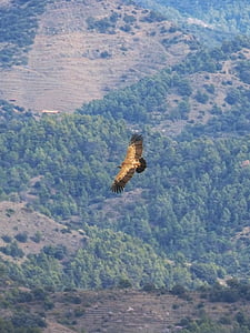 avvoltoio, volo, Dom, paesaggio, vista di occhio dell'uccello, Priorat, Montsant