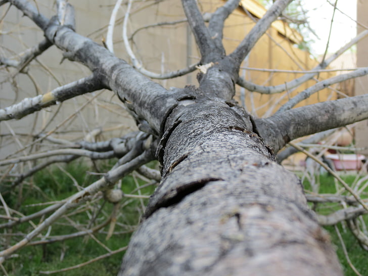 albero caduto, tronco, albero, corteccia, all'aperto, cortile, natura
