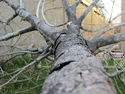 árbol caído, tronco, árbol, corteza, al aire libre, patio trasero, naturaleza